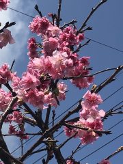 2019年2月会報