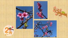 2020年2月会報