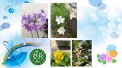 2020年6月会報