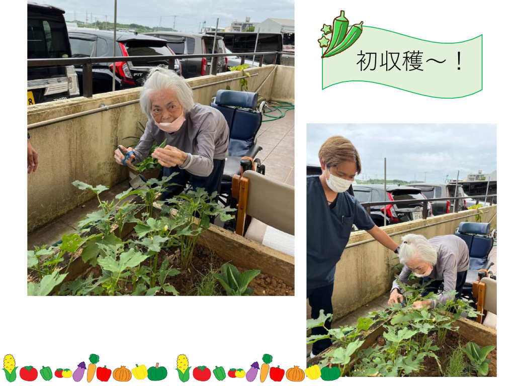 オクラ収穫-2のサムネイル