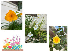 オクラの花